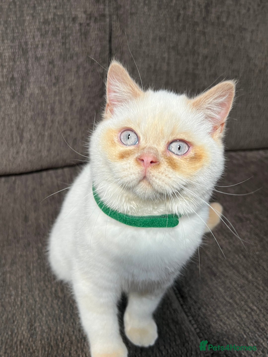 British Shorthair cats for sale: British Longhair & British Shorthair. - Advert 7