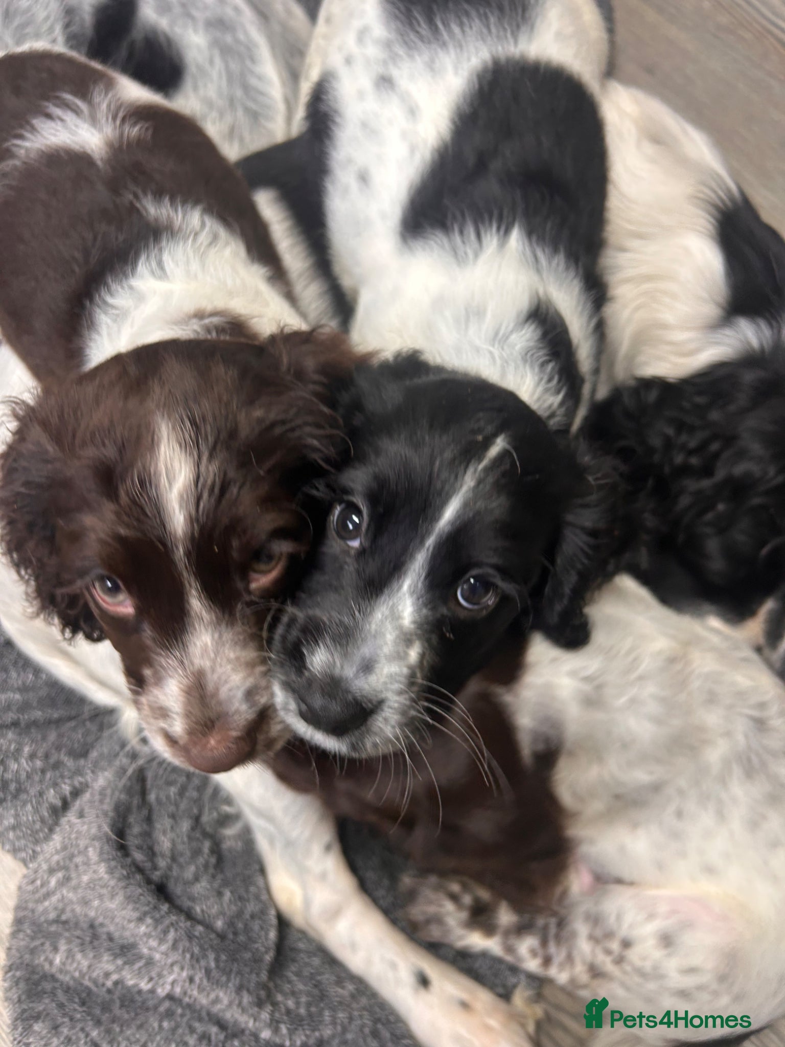 Cocker Spaniel dogs Blue Roan and Liver Roan Cocker Spaniels for Sale  - Advert 1