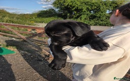 Labrador Retriever dogs for sale: Kc registered Labrador puppies  - Image 3