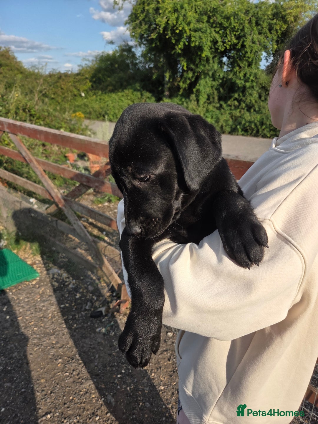 Labrador Retriever dogs for sale: Kc registered Labrador puppies  - Image 3