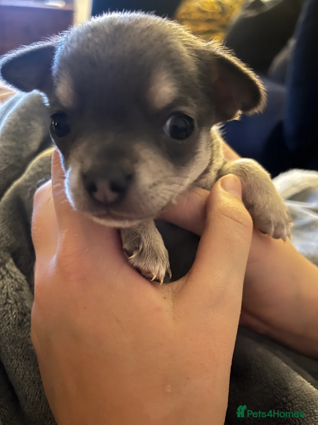 Chihuahua dogs for sale: 1 lilac tri (w/peach and white) and 1 blue boy.  - Advert 4