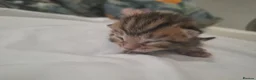 Mixed Breed cats for sale: Four adorable kitten - one boy and three girls - Advert 3