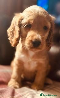 Cocker Spaniel dogs RKC Reg'd Show type Cocker Spaniel Girl - Advert 2