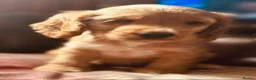 Cocker Spaniel dogs for sale: RKC Reg'd Show type Cocker Spaniel Girl in Scunthorpe - Advert 3