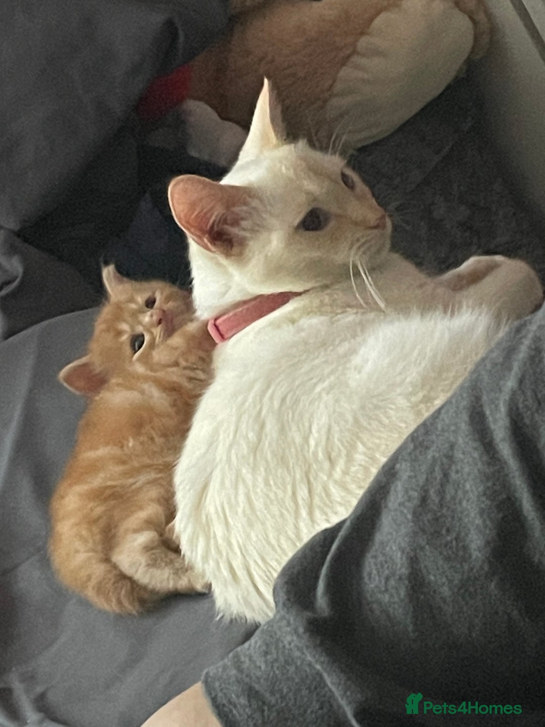 Mixed Breed cats for sale: Ready to go 29th oct  - Image 8