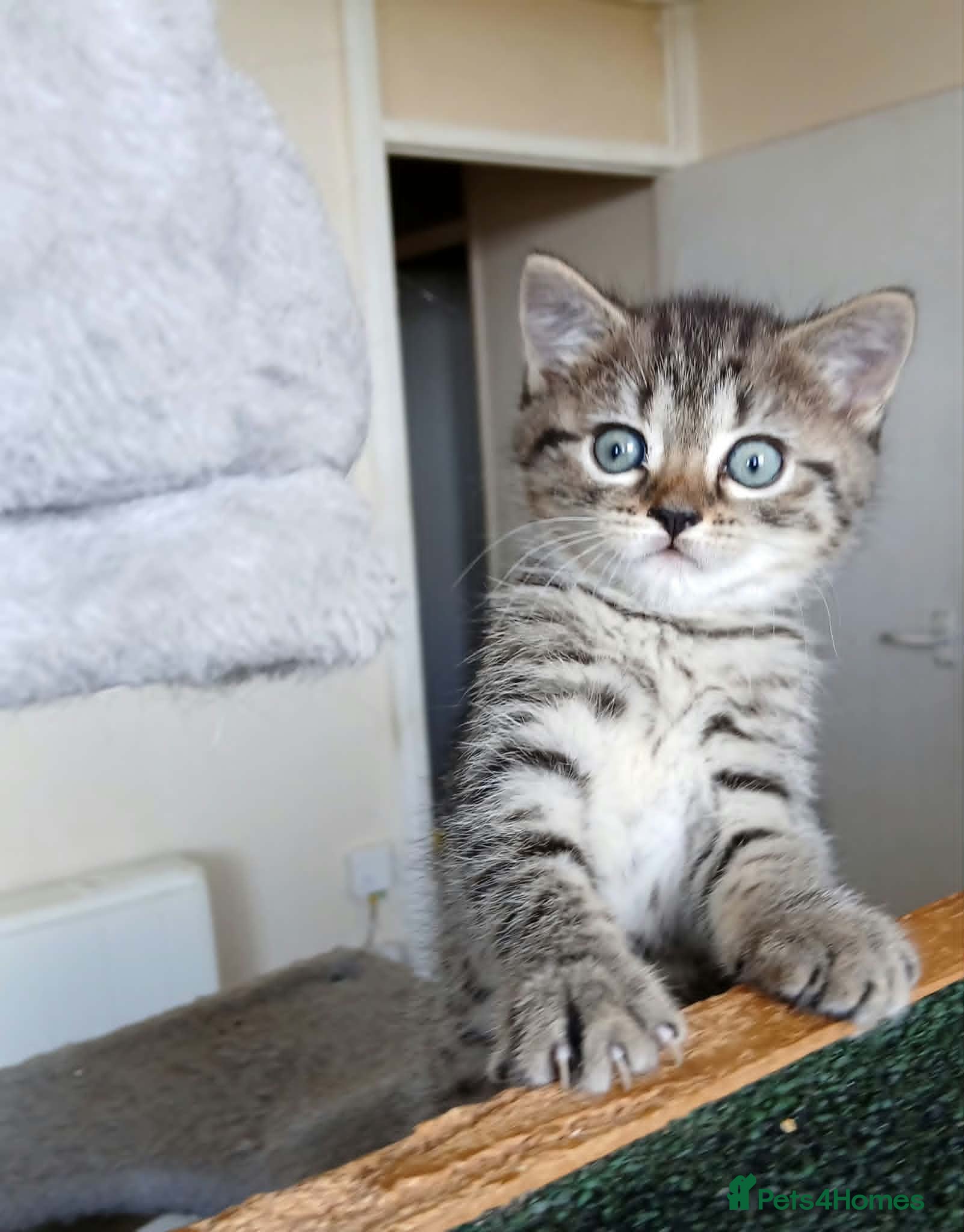 British Shorthair cats Bsh X Scotish straight kittens.  - Advert 4