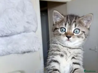British Shorthair cats Bsh X Scotish straight kittens. - Advert 4