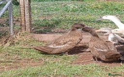 Ducks poultry for sale: Young kharki females(and various other ducks) - Image 2