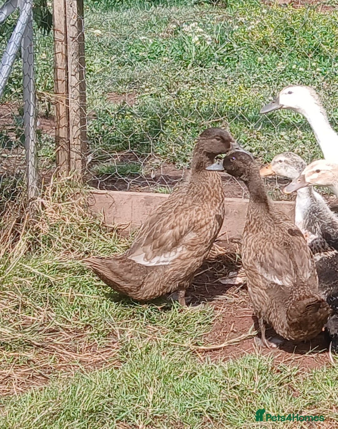Ducks poultry for sale: Young kharki females(and various other ducks) - Image 2
