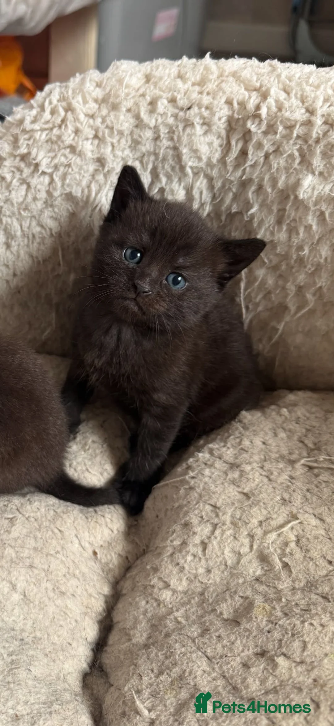 Mixed Breed cats for sale: Female kitten - Advert 2