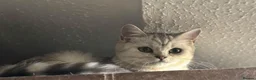 British Shorthair cats for sale: Full Pedigree Kittens available  - Advert 18