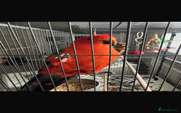Parrots birds for sale: Australian King Parrot - 4 year old male  - Image 5