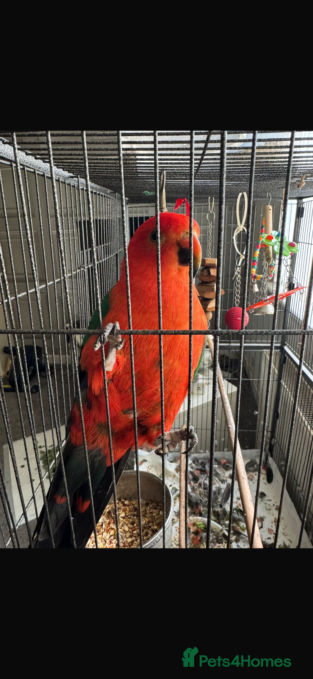Parrots birds for sale: Australian King Parrot - 4 year old male  - Image 5