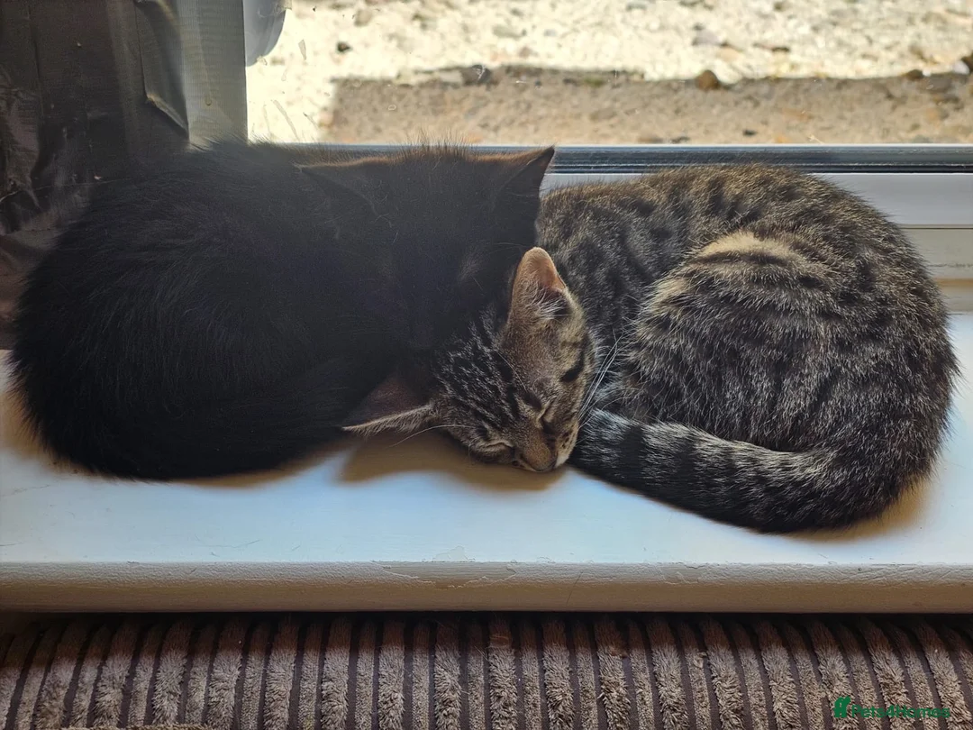 Mixed Breed cats for adoption: Black female rescue kitten needs a home in Hook - Advert 5