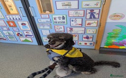 Bernedoodle dogs for sale: ⭐⭐⭐⭐Licensed•Ethical•HomeBreeder - Image 14