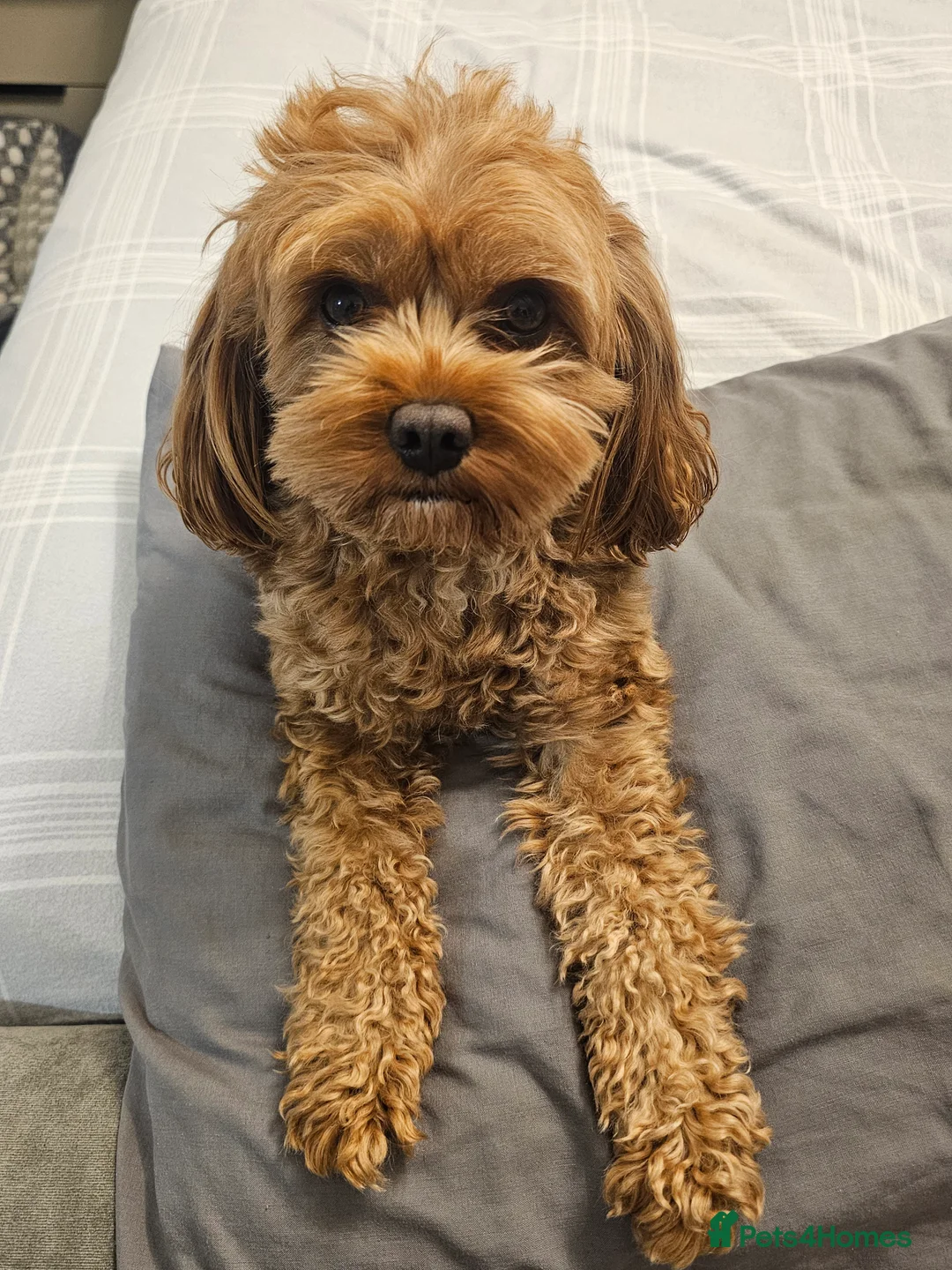 Cavapoo dogs for stud: Arlo for stud - Advert 5