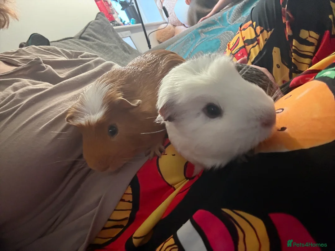 Guinea Pig rodents for sale: 2x bonded Male Guinea pigs  - Advert 2
