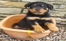 Rottweiler dogs for sale: Chunky Rottweiler Puppies  - Image 13