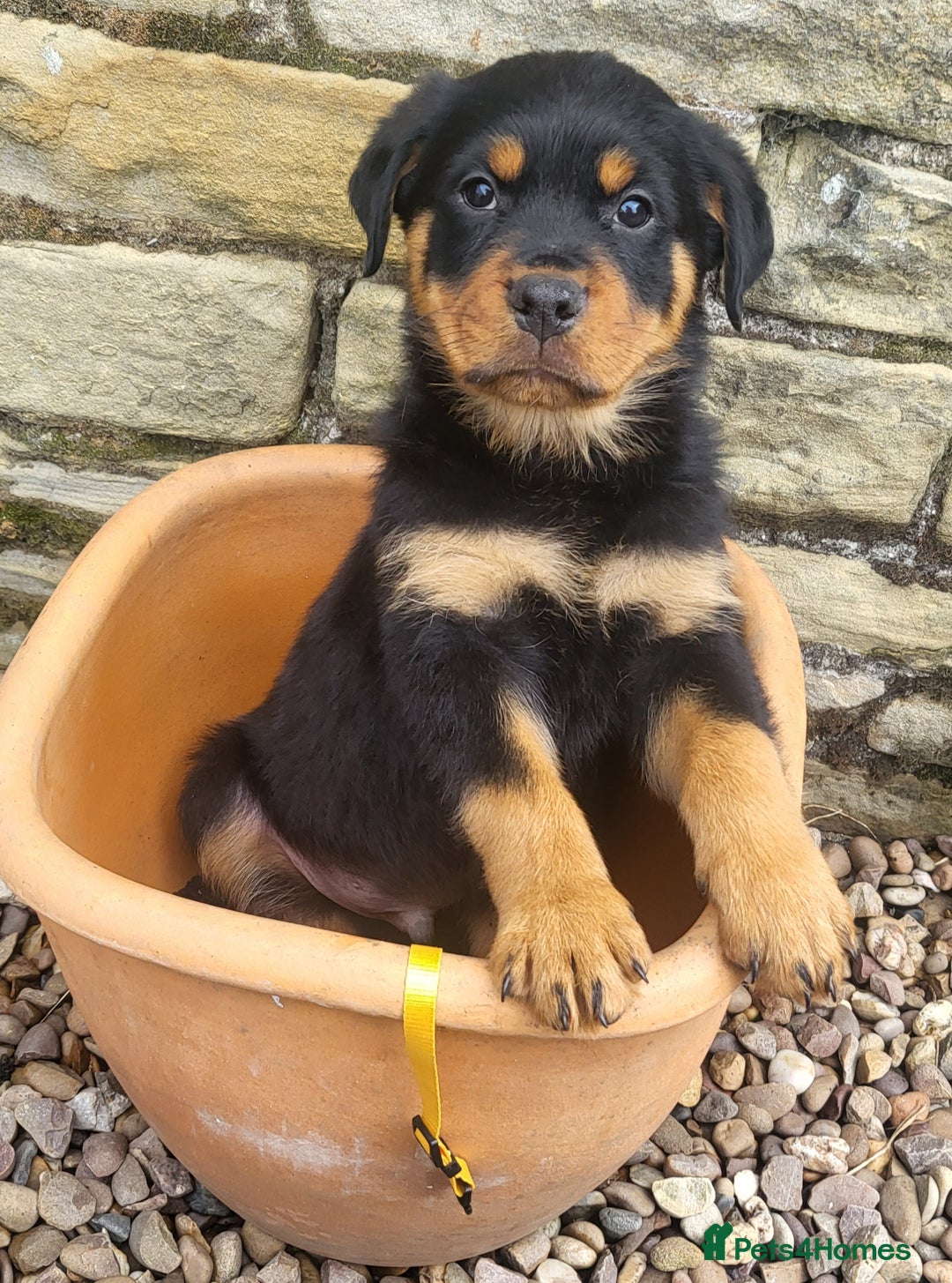 Rottweiler dogs for sale: Chunky Rottweiler Puppies  - Image 13