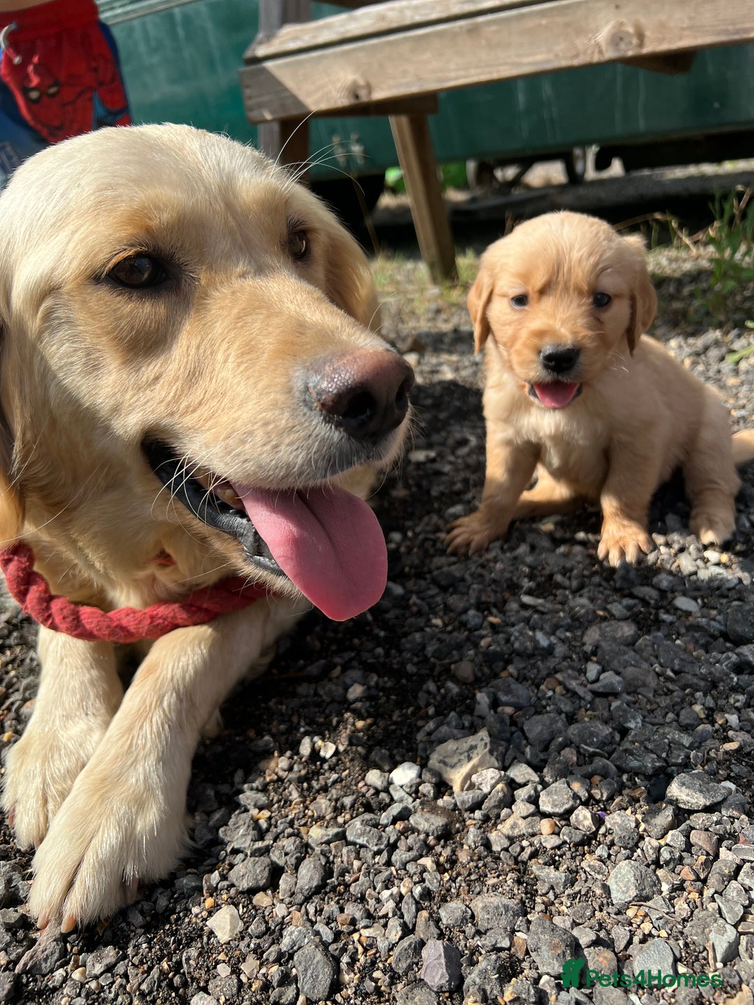 Golden Retriever dogs for sale: Beautiful Golden retrievers  - Image 4