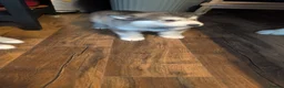 Alaskan Malamute dogs for sale: Kc Reg Alaskan Malamute puppies  - Advert 5