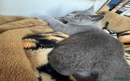 British Shorthair cats for stud: British shorthair for stud duties - Cardiff - Image 5