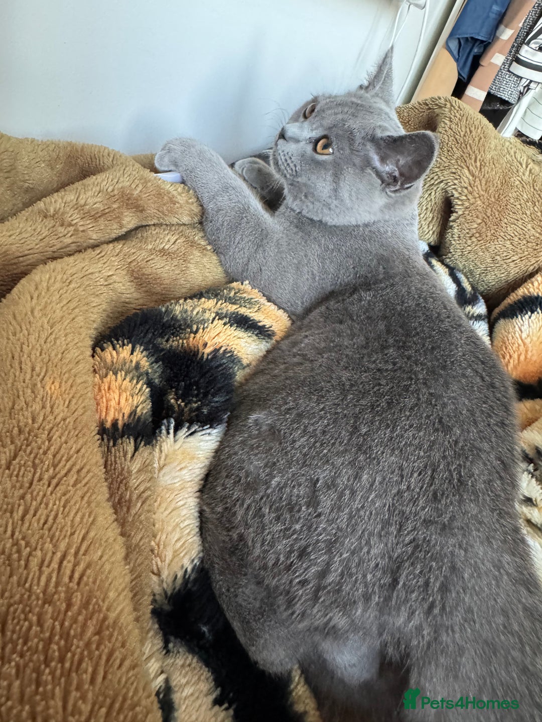 British Shorthair cats for stud: British shorthair for stud duties - Cardiff - Image 5
