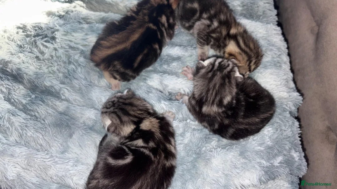 Bengal cats for sale: Bengal kittens - Advert 9