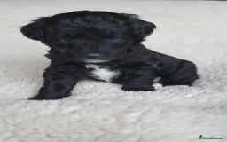 Australian Labradoodle dogs for sale: Health-tested Australian Labradoodle puppies - Image 13