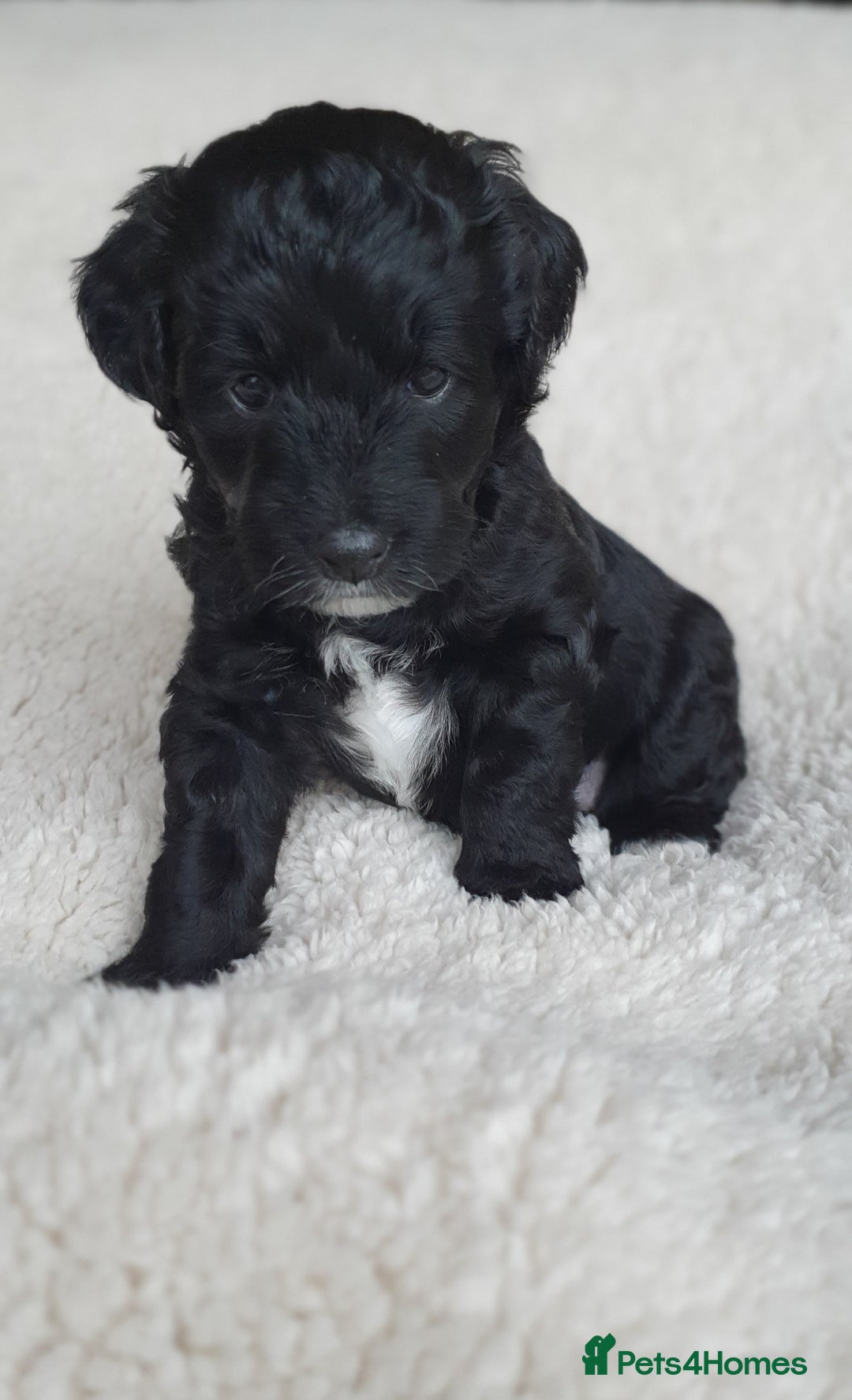 Australian Labradoodle dogs for sale: Health-tested Australian Labradoodle puppies - Image 13