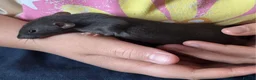 Rat rodents for sale: Four Male Dumbo Rats in Great Yarmouth - Advert 3
