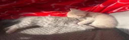 British Shorthair cats for sale: British shorthair kittens  - Advert 5