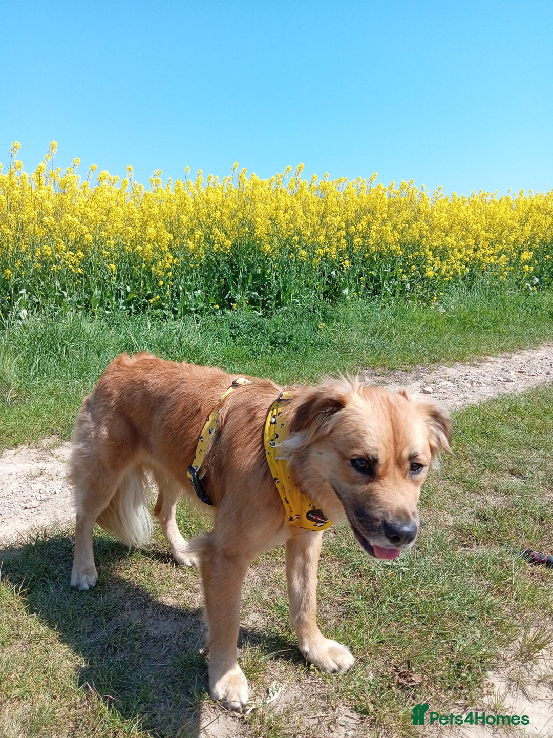 Mixed Breed dogs for sale: 2 yr mixed breed female - Advert 6