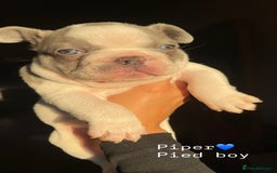 French Bulldog dogs for sale: Gorgeous pied and merle french bulldog puppies🩷💙 - Image 4