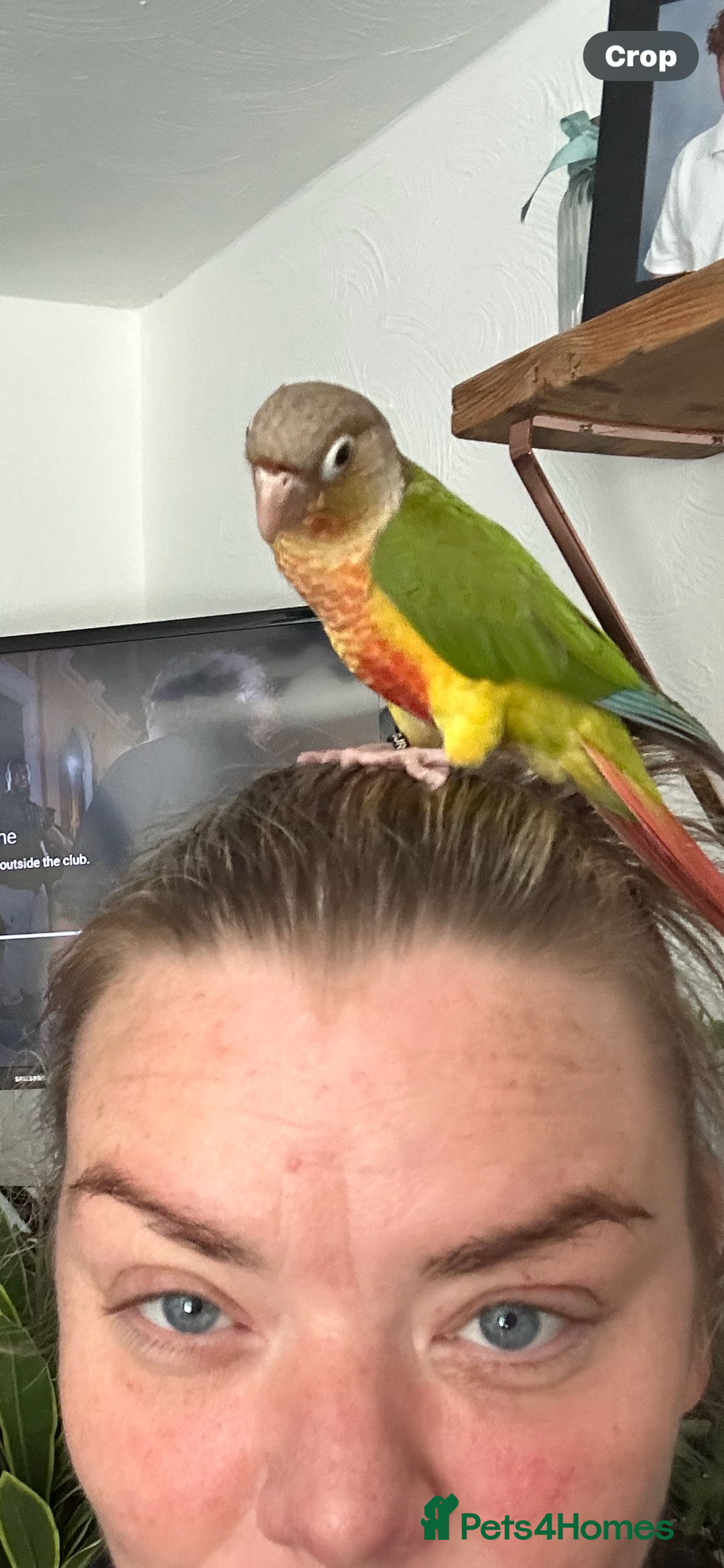 Conures birds for sale: Red pineapple conure  - Image 4