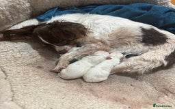 Mixed Breed dogs for sale: Adorable Jack Russel x Chihuahua puppies  - Image 6
