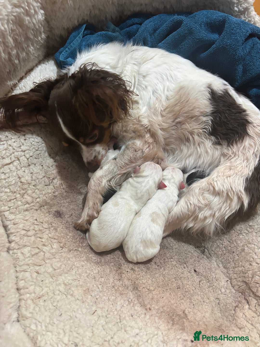 Mixed Breed dogs for sale: Adorable Jack Russel x Chihuahua puppies  - Image 6