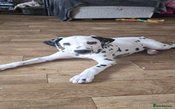 Dalmatian dogs for sale: 2 little boys left  in Banbury - Image 25