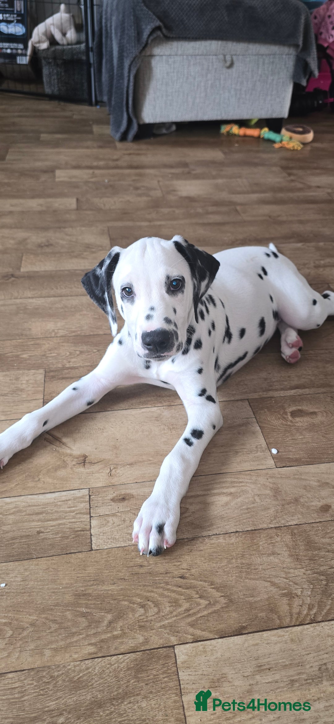 Dalmatian dogs for sale: 2 little boys left  in Banbury - Image 25