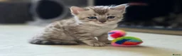 Bengal cats for sale: Rare Cashmere & Short Hair Bengals  - Advert 4