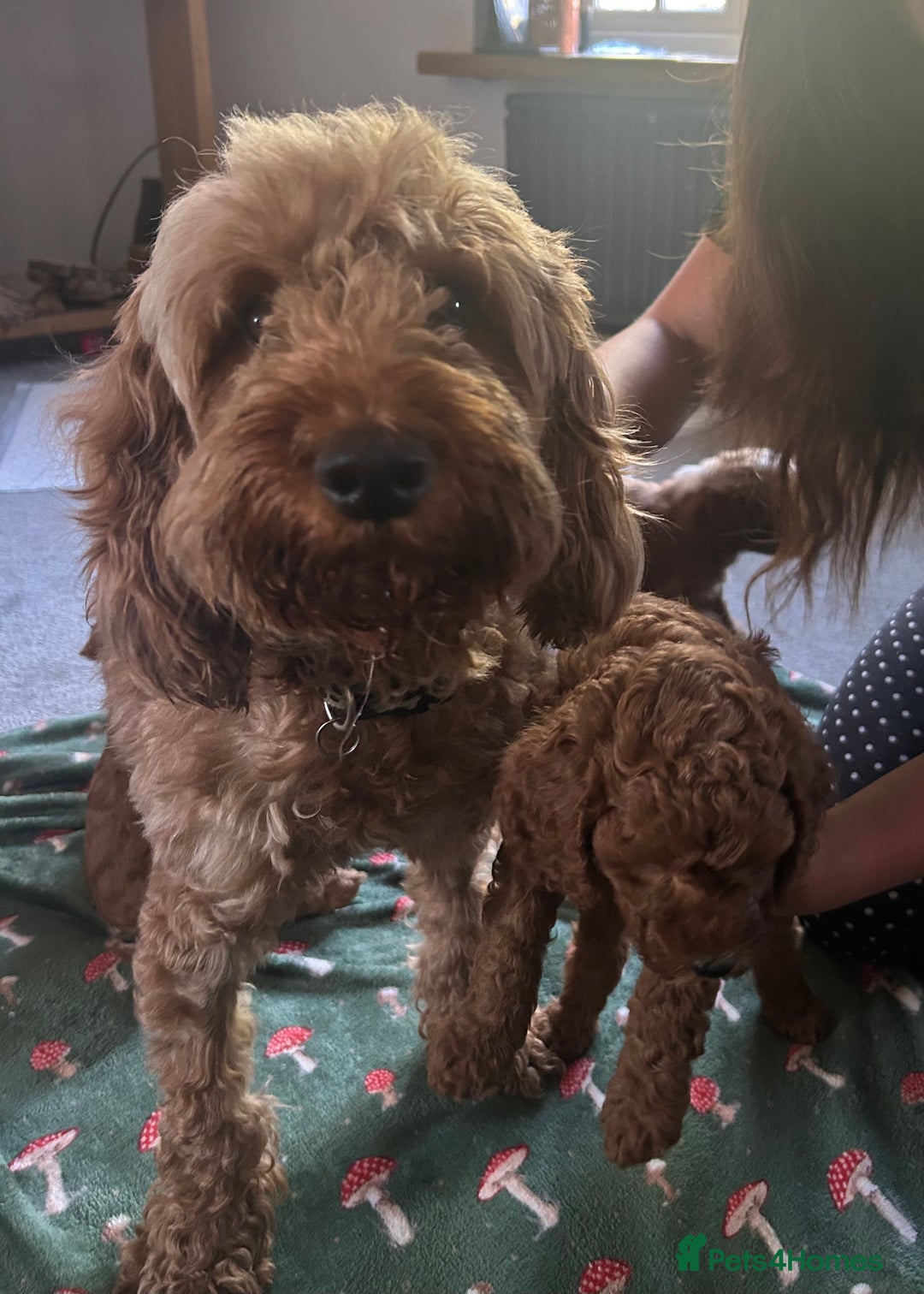 Cockapoo dogs for sale: F1b cockapoo puppies - Image 17