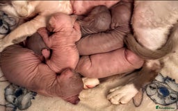 Sphynx cats for sale: 5 sphynx boys - Image 6