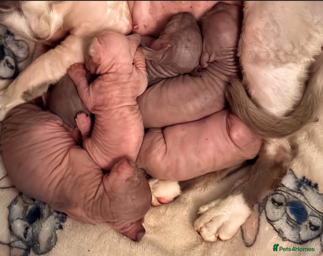 Sphynx cats for sale: 5 sphynx boys - Image 6