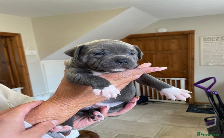 Staffordshire Bull Terrier dogs - Advert 1