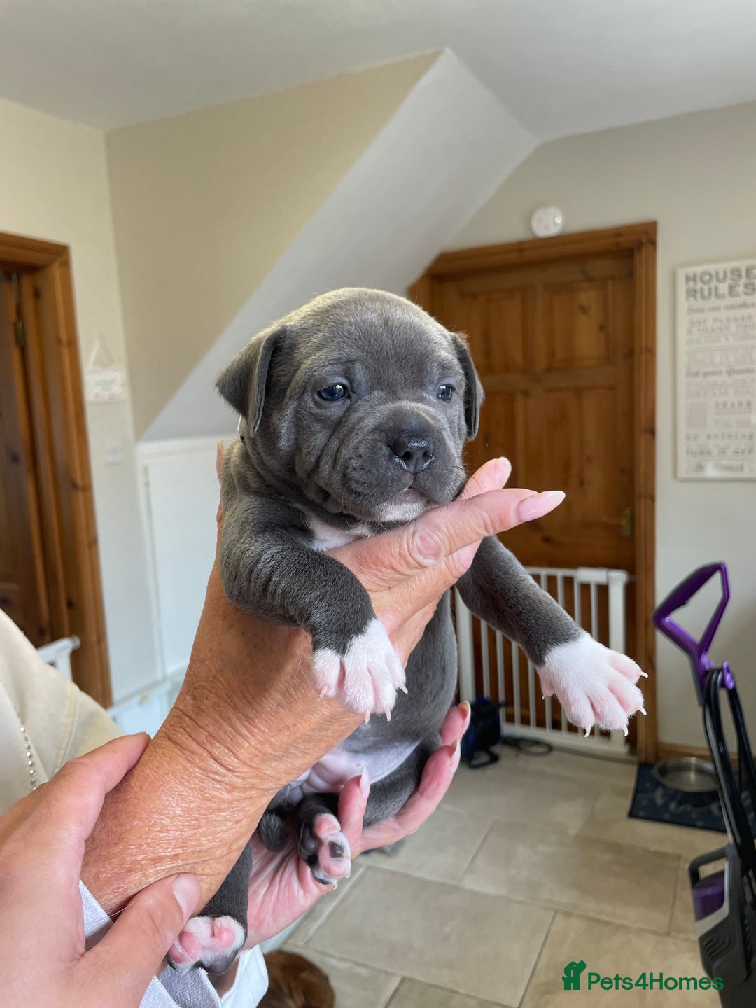 Staffordshire Bull Terrier dogs for sale: Exceptional Champion Pedigree, beautiful blues!! - Image 1