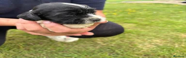 English Springer Spaniel 5