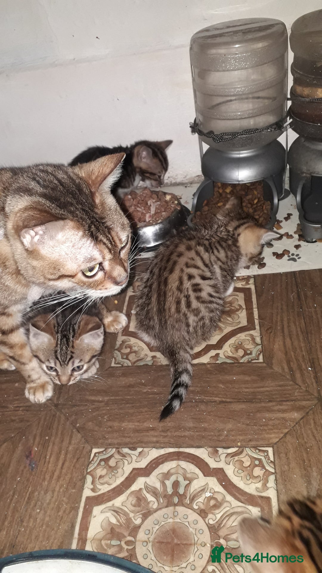 Bengal cats for sale: Beautiful Large & small Bengal kittens  - Advert 8