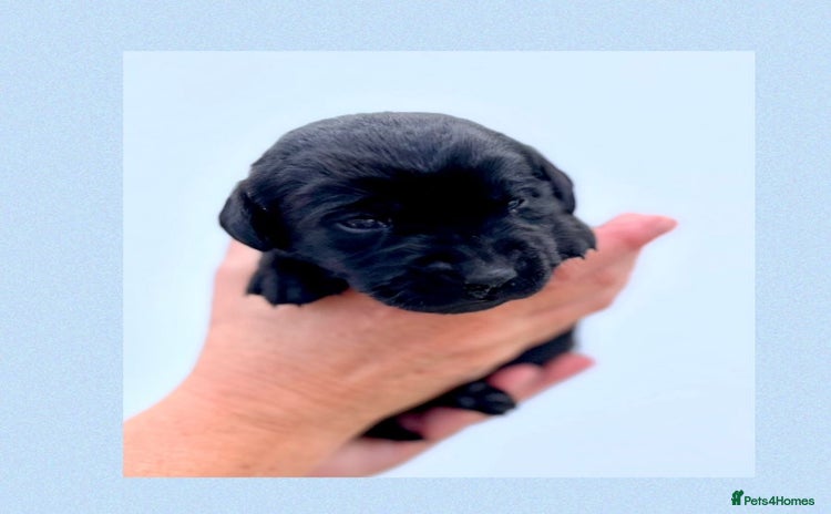 Labrador Retriever dogs - Advert 1