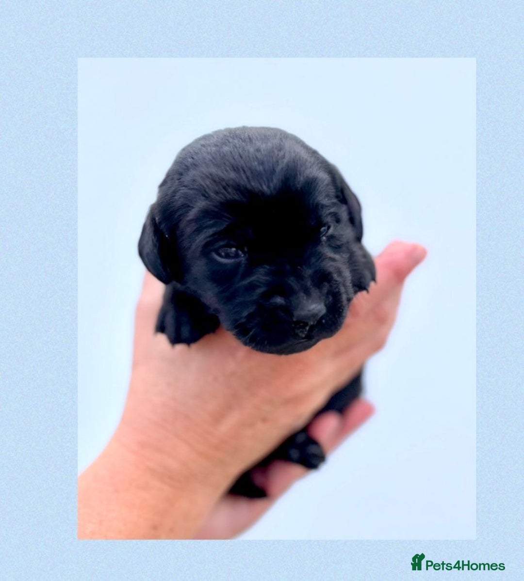 Labrador Retriever dogs for sale: Labrador puppies - Image 1