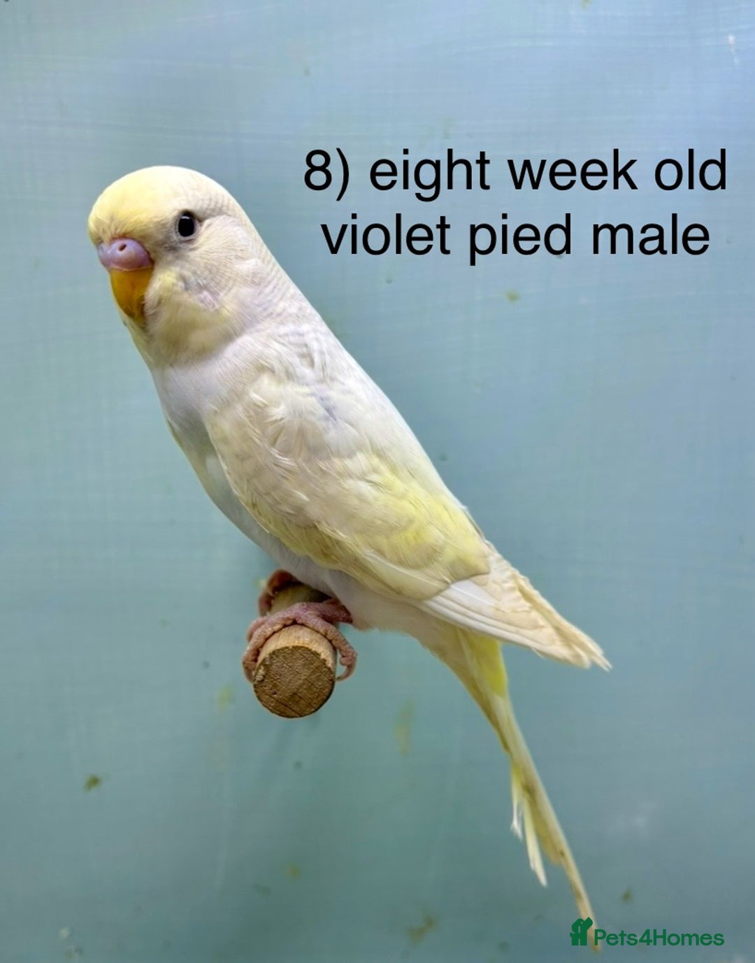Budgerigars birds for sale: Baby budgies ready now  - Image 7